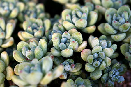 aerial photography of green succulent plants thumbnail