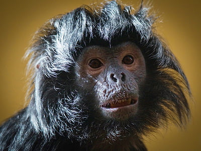 black monkey thumbnail