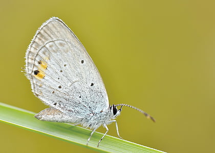 female Common Blue butterfly perched on green leaf closeup photography thumbnail