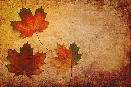 three withered maple leaves thumbnail