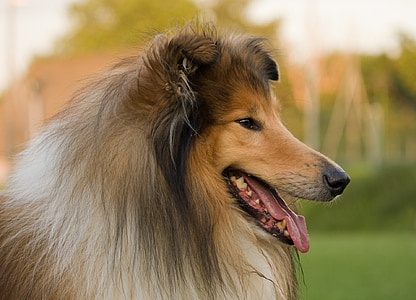 long-coated brown and white dog thumbnail