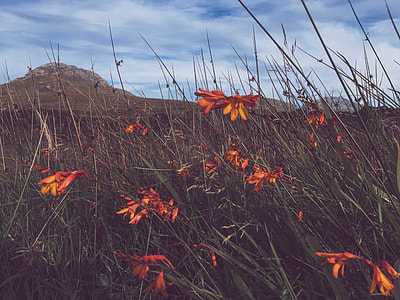 photography of brown flowers during daytime thumbnail