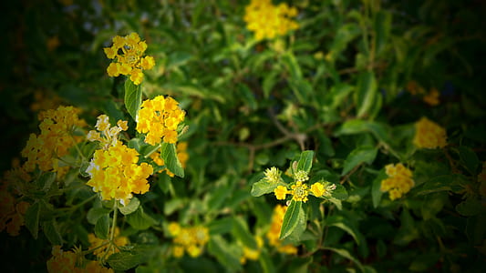 nature, field, flowers, summer thumbnail