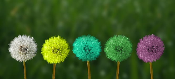 shallow focus photography of multicolored dandelions thumbnail