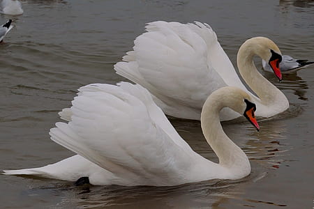 two white swan on body of water at daytime thumbnail