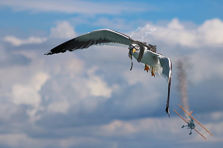 bird flying beside airplane thumbnail