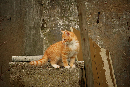 orange tabby cat on surface thumbnail