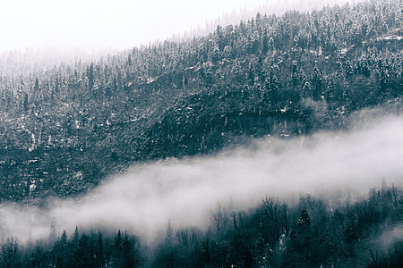 trees covered mist thumbnail