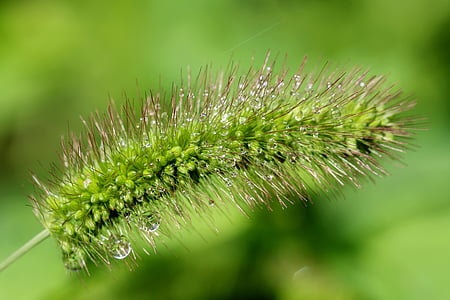 green leaf plant thumbnail