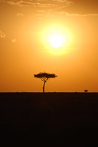 silhouette of tree under yellow sun thumbnail