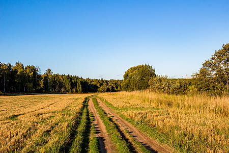 green grass field near road at daytime thumbnail