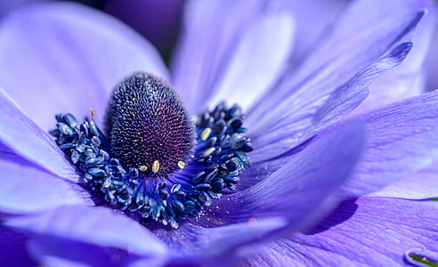 micro photography of purple petaled flower thumbnail