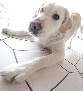 Wildlife Photography, Pet Photography thumbnail