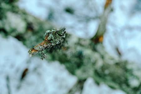 white bare tree thumbnail