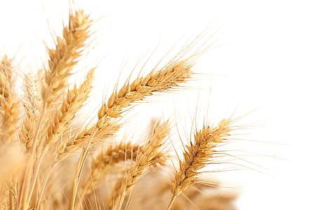 photo of rice grains thumbnail