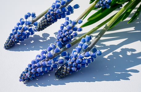 purple Grapes hyacinths flowers thumbnail
