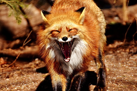 red fox thumbnail