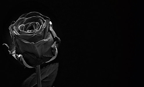 black rose thumbnail