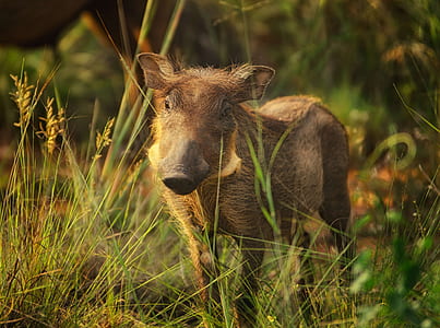 wild boar on grassy pavement thumbnail