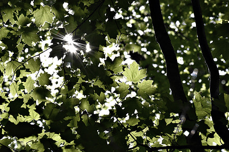 green trees during daytime thumbnail