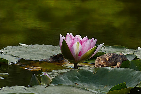 zoom in photography of a water lily thumbnail