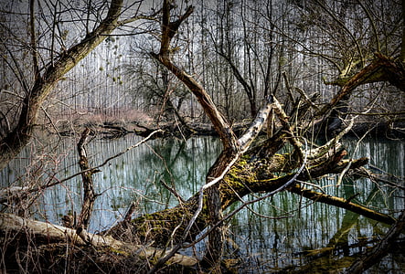 green body of water surrounded by trees thumbnail