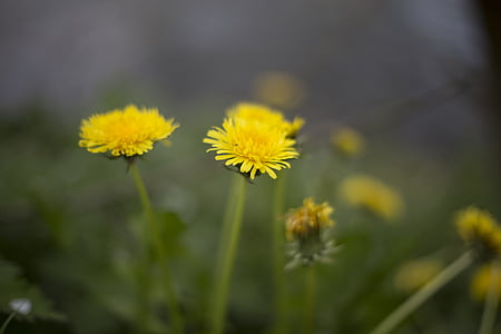 yellow dandelions selective-focus photography thumbnail