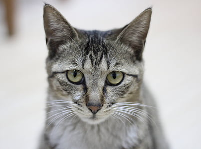 silver tabby can thumbnail