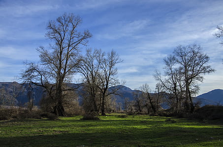 Bare Trees on Forest thumbnail