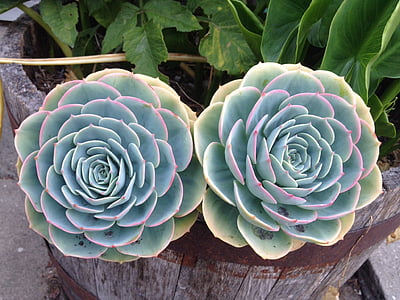 two green succulent plants thumbnail