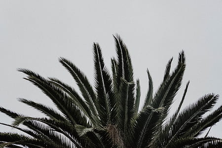 photo of sago palm plant thumbnail