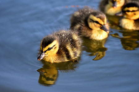 yellow and black ducklings on body of water thumbnail