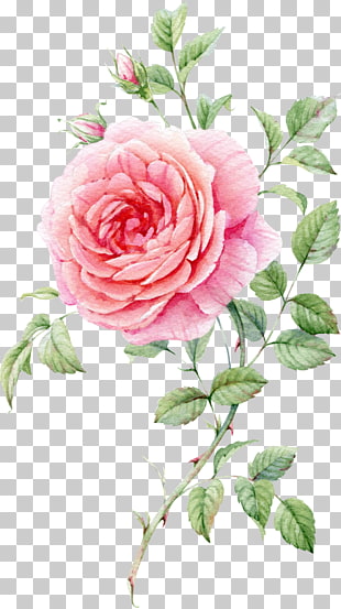 Still Life: Pink Roses Watercolor painting, Watercolor painted pink roses, pink rose PNG clipart