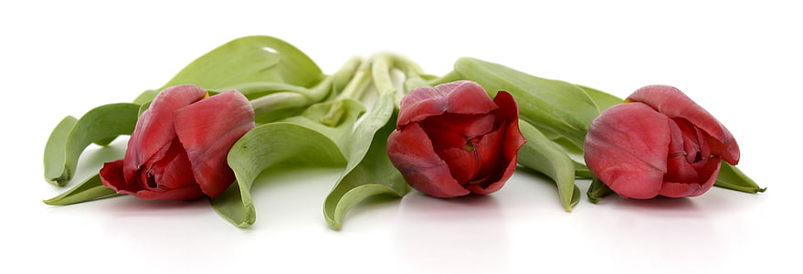 photo of three red tulips thumbnail