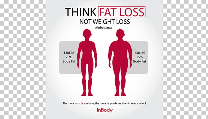 And loss diet body fat