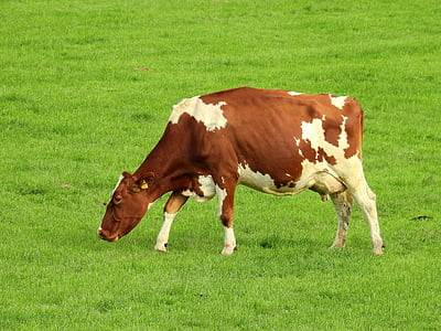 brown and white cattle eating grass thumbnail