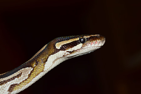 closeup photography of brown and beige snake thumbnail
