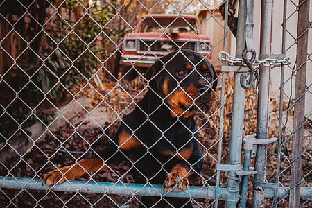 adult mahogany Rottweiler behind gate thumbnail