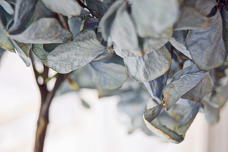 green leafed tree thumbnail