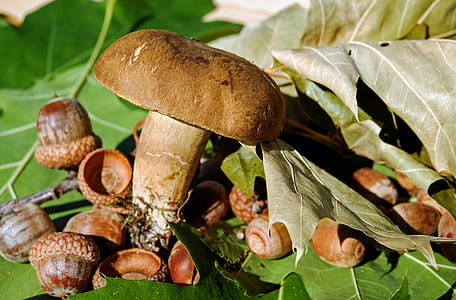 brown mush room beside of snail shells and leaves thumbnail