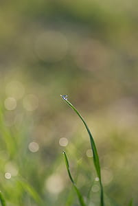 close-up photography of water droplets on grass thumbnail