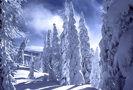 snow covered pine trees thumbnail