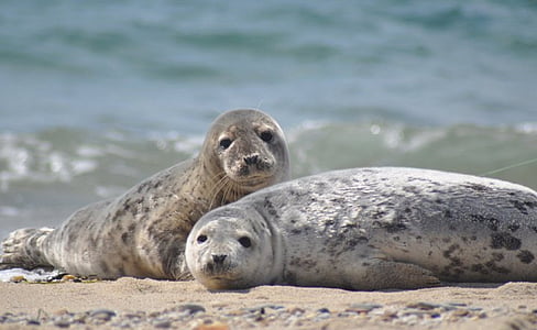 macro shot photo of sea lions beside body of water during daytime thumbnail