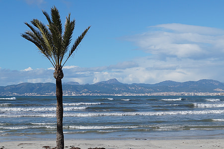green palm tree near body of water at daytime thumbnail