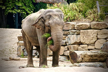 elephant thumbnail