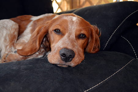 adult brown and white beagle lying on sofa thumbnail