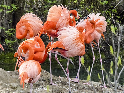 flock of flamingo birds thumbnail