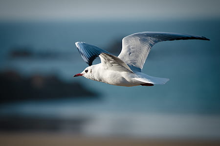 selective focus photography of flying red-billed gull thumbnail
