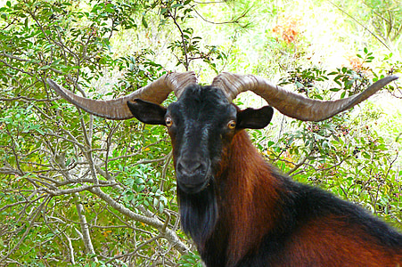 closeup photo of black and brown goat thumbnail