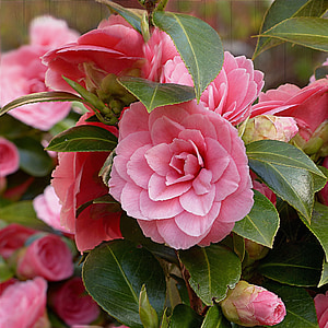closeup photo of pink camellia flowers thumbnail